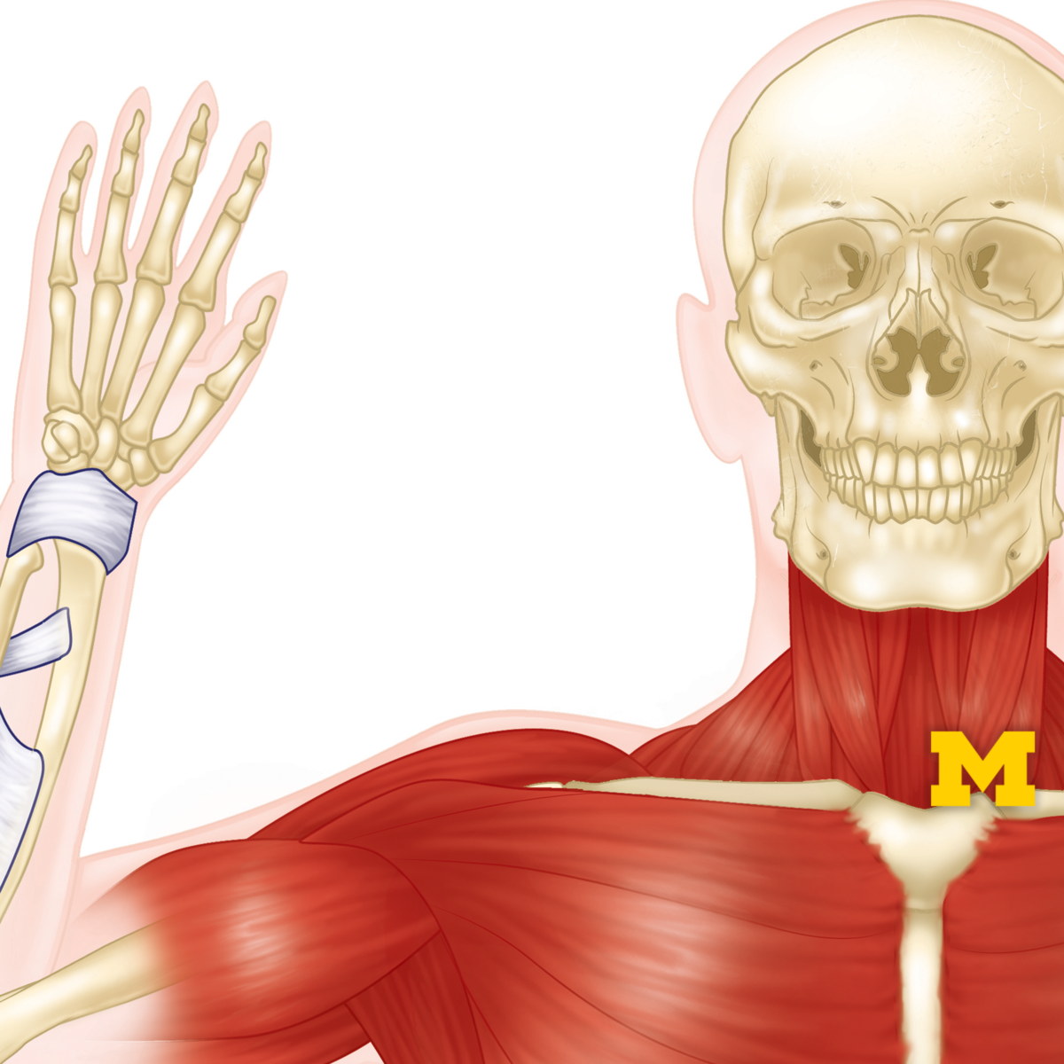 Anatomy Musculoskeletal And Integumentary Systems Michigan Online